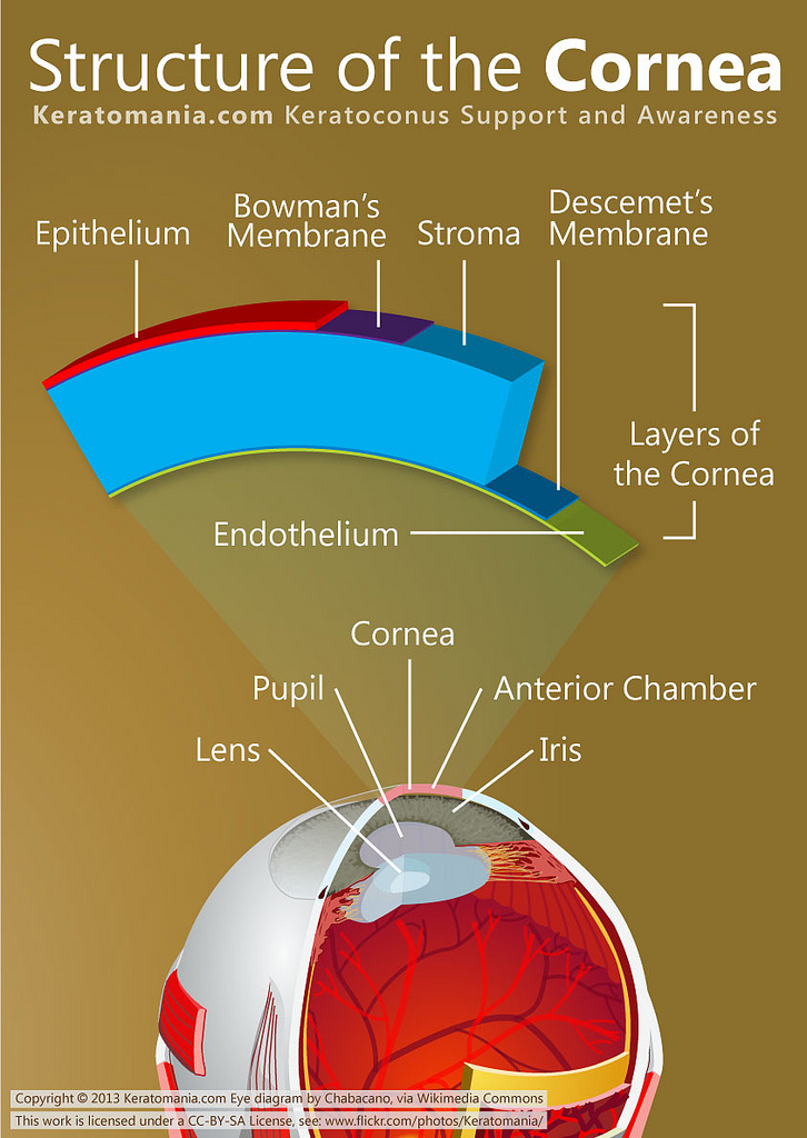Struttura della cornea